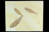 Three Detailed Fossil Fish (Knightia) - Wyoming #130222-1